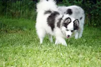 Meeka - Toy Pomsky, a female Pomsky for sale in Frazeysburg, OH – 1 of 8