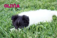 Olivia- CHW Bi Black Girl, a female Shetland Sheepdog for sale in Frazeysburg, OH – 2 of 9