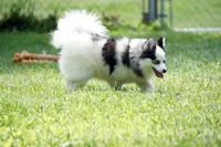 Meeka - Toy Pomsky, a female Pomsky for sale in Frazeysburg, OH – 3 of 8