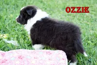Ozzie - Bi Black Boy, a male Shetland Sheepdog for sale in Frazeysburg, OH – 2 of 9