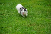 Meeka - Toy Pomsky, a female Pomsky for sale in Frazeysburg, OH – 7 of 8