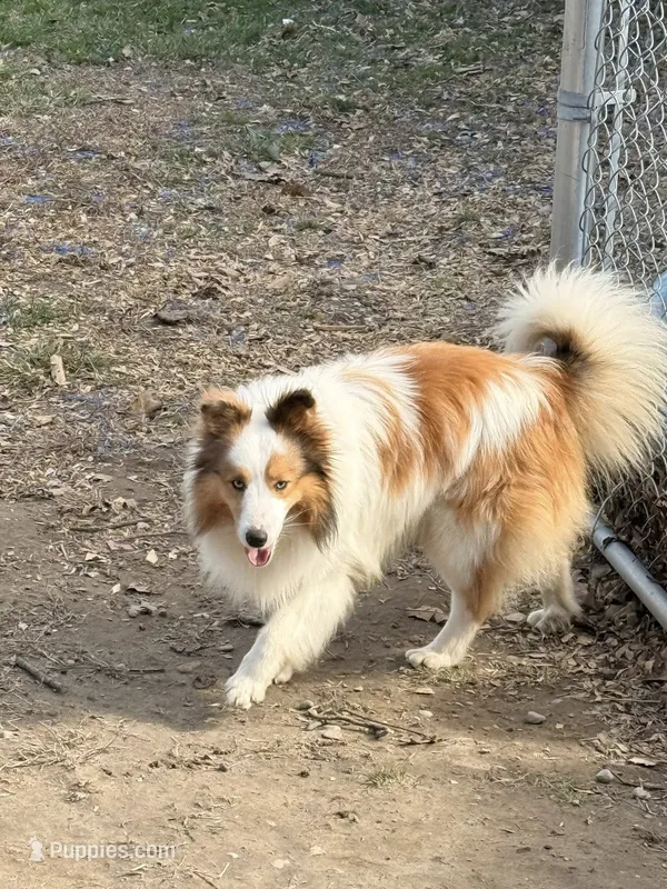 Nemo - AKC Adult w/blue eyes – Shetland Sheepdog puppy for sale in Frazeysburg, OH