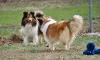 Peanut - Sable/White Female, a male Shetland Sheepdog for sale in Frazeysburg, OH – 10 of 10