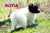 Olivia- CHW Bi Black Girl, a female Shetland Sheepdog for sale in Frazeysburg, OH – 5 of 9