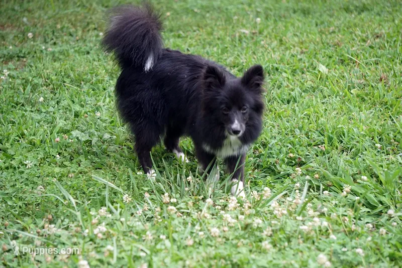 Minnie - Toy Sheltie/Pomsky mix – Shetland Sheepdog, Pomsky puppy for sale in Frazeysburg, OH