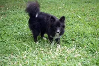 Minnie - Toy Sheltie/Pomsky mix, a female Shetland Sheepdog and Pomsky for sale in Frazeysburg, OH – 1 of 8