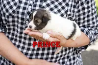 Prince - CHW Sable Boy, a male Shetland Sheepdog for sale in Frazeysburg, OH – 4 of 9