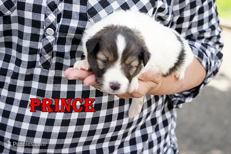 Prince - CHW Sable Boy – Shetland Sheepdog puppy for sale in Frazeysburg, OH