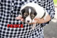 Prince - CHW Sable Boy, a male Shetland Sheepdog for sale in Frazeysburg, OH – 1 of 9