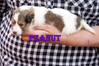 Peanut - Sable/White Female, a male Shetland Sheepdog for sale in Frazeysburg, OH – 4 of 10