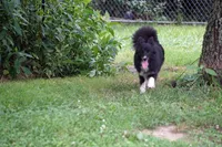 Minnie - Toy Sheltie/Pomsky mix, a female Shetland Sheepdog and Pomsky for sale in Frazeysburg, OH – 2 of 8