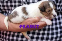 Peanut - Sable/White Female, a male Shetland Sheepdog for sale in Frazeysburg, OH – 2 of 10