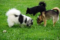 Presley - Mini Female, a female Pomsky for sale in Frazeysburg, OH – 3 of 8