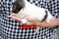 Prince - CHW Sable Boy, a male Shetland Sheepdog for sale in Frazeysburg, OH – 5 of 9