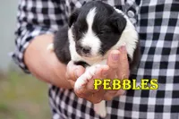 Pebbles- Bi Black Female, a male Shetland Sheepdog for sale in Frazeysburg, OH – 3 of 8
