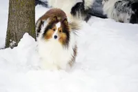 Buckeye, a male Shetland Sheepdog for sale in Frazeysburg, OH – Photo 2 of 6