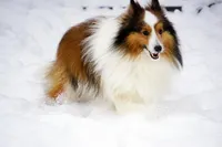 Buckeye, a male Shetland Sheepdog for sale in Frazeysburg, OH – Photo 1 of 6