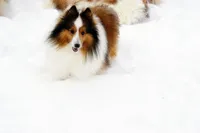 Buckeye, a male Shetland Sheepdog for sale in Frazeysburg, OH – Photo 5 of 6