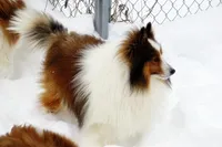 Buckeye, a male Shetland Sheepdog for sale in Frazeysburg, OH – Photo 4 of 6