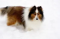 Buckeye, a male Shetland Sheepdog for sale in Frazeysburg, OH – Photo 3 of 6