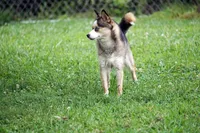 Presley - Mini Female, a female Pomsky for sale in Frazeysburg, OH – 6 of 8