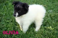 Olivia- CHW Bi Black Girl, a female Shetland Sheepdog for sale in Frazeysburg, OH – 3 of 9