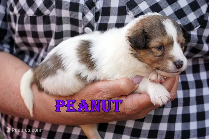 Peanut - Sable/White Female – Shetland Sheepdog puppy for sale in Frazeysburg, OH