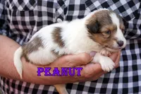 Peanut - Sable/White Female, a male Shetland Sheepdog for sale in Frazeysburg, OH – 1 of 10