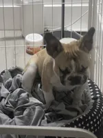 Male french bulldog, a male French Bulldog for sale in Carmichael, CA – 2 of 4
