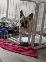 Male french bulldog, a male French Bulldog for sale in Carmichael, CA – 3 of 4