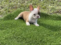 processed/f3146f7c-b3a4-45b1-9b7d-1f18c023ee2d/listing/0712804b-00ef-41fe-9857-7fc217ccbf3d/46ad1bbb-df58-4949-b441-7488e9a7d621