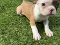 processed/f3146f7c-b3a4-45b1-9b7d-1f18c023ee2d/listing/0712804b-00ef-41fe-9857-7fc217ccbf3d/b90ed489-189e-4f30-ba4e-d3270ecad80a