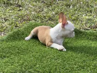 processed/f3146f7c-b3a4-45b1-9b7d-1f18c023ee2d/listing/0712804b-00ef-41fe-9857-7fc217ccbf3d/f4330d2b-5f4e-474d-9540-c5a8d4e46055