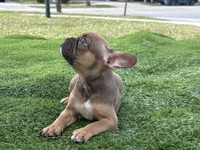 processed/f3146f7c-b3a4-45b1-9b7d-1f18c023ee2d/listing/9a1472bd-6208-40f4-9abc-8d0d923fd4b6/c0af1e31-1c8a-4da1-85cf-68c36c591b56