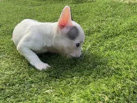 processed/f3146f7c-b3a4-45b1-9b7d-1f18c023ee2d/listing/b56c6f24-ee54-404c-8cfe-e7c861e0a9b4/380fcd3b-e2a5-4a0a-b536-9c10d13807a1