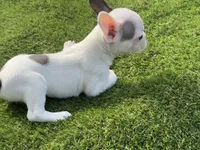 processed/f3146f7c-b3a4-45b1-9b7d-1f18c023ee2d/listing/b56c6f24-ee54-404c-8cfe-e7c861e0a9b4/783ced34-882c-4255-914a-8f18ef202438