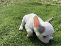 processed/f3146f7c-b3a4-45b1-9b7d-1f18c023ee2d/listing/b56c6f24-ee54-404c-8cfe-e7c861e0a9b4/c64f0b47-5873-4bee-a546-49394792a982