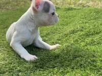 processed/f3146f7c-b3a4-45b1-9b7d-1f18c023ee2d/listing/b56c6f24-ee54-404c-8cfe-e7c861e0a9b4/cb767706-5abc-49b8-b517-8fa1c28973a0