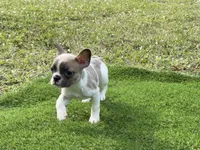 processed/f3146f7c-b3a4-45b1-9b7d-1f18c023ee2d/listing/ccf0ea98-9231-40a8-b467-2a2dc358a4f6/6e7cea93-8499-42bd-b144-6a73a9c87ea5