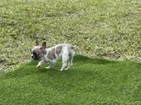 processed/f3146f7c-b3a4-45b1-9b7d-1f18c023ee2d/listing/ccf0ea98-9231-40a8-b467-2a2dc358a4f6/bb1617f7-c3c1-4e7e-b799-67b3841179c1