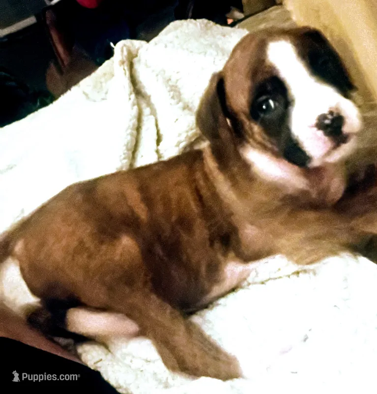 Tequila rose – Boxer puppy for sale in Livingston, TX