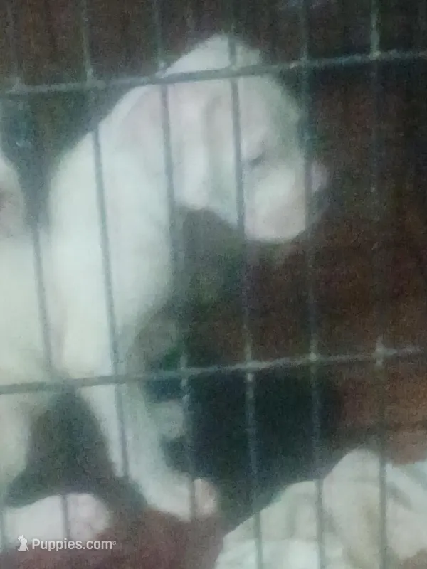 Jigger shake it not stirred  – Boxer puppy for sale in Livingston, TX