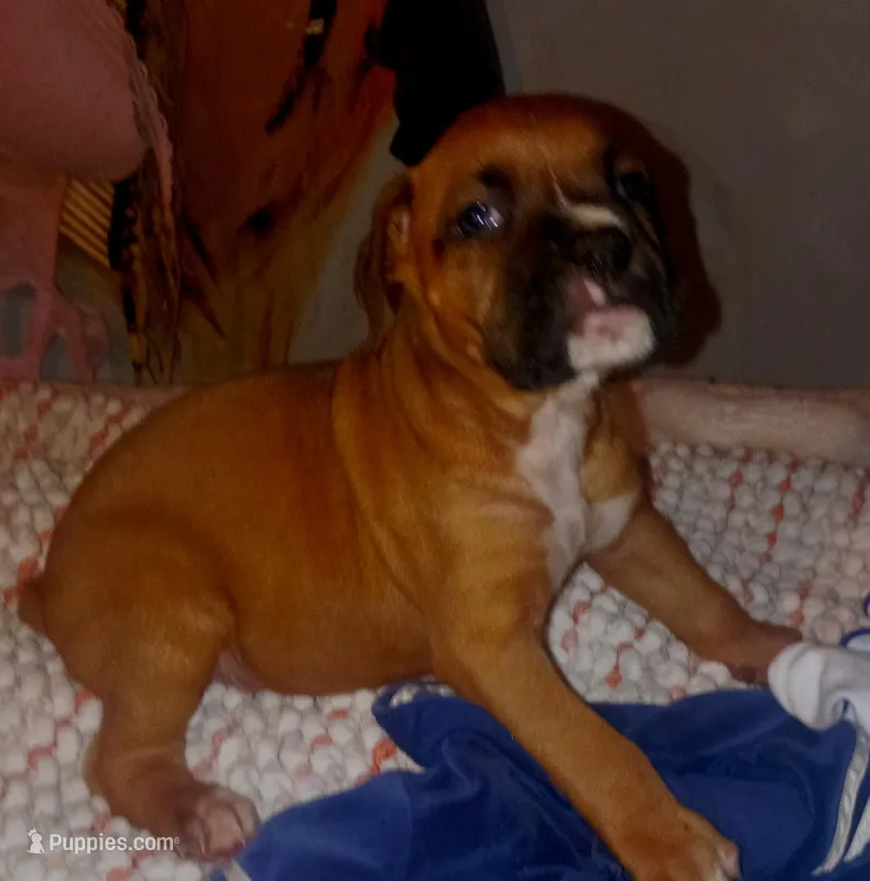 Coniac the barbarian  – Boxer puppy for sale in Livingston, TX