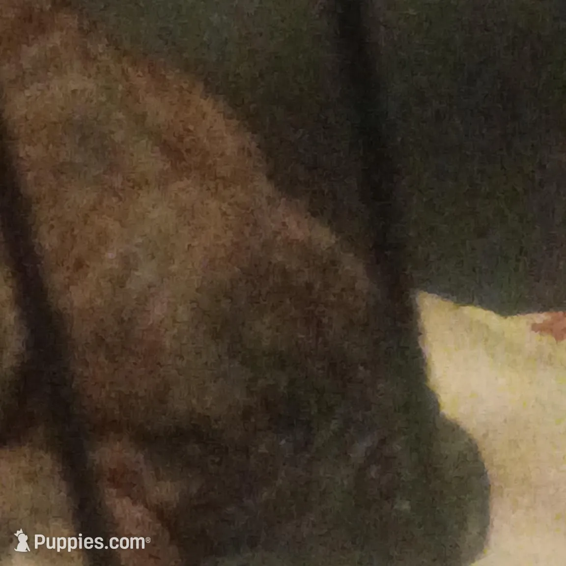 Rum runner runt – Boxer puppy for sale in Livingston, TX