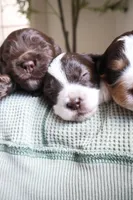 Primrose, a female Cockapoo for sale in Savannah, GA – 2 of 6
