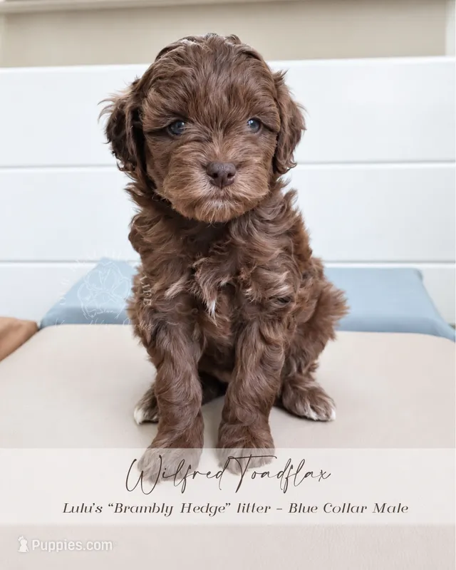 Wilfred – Cockapoo puppy for sale in Savannah, GA