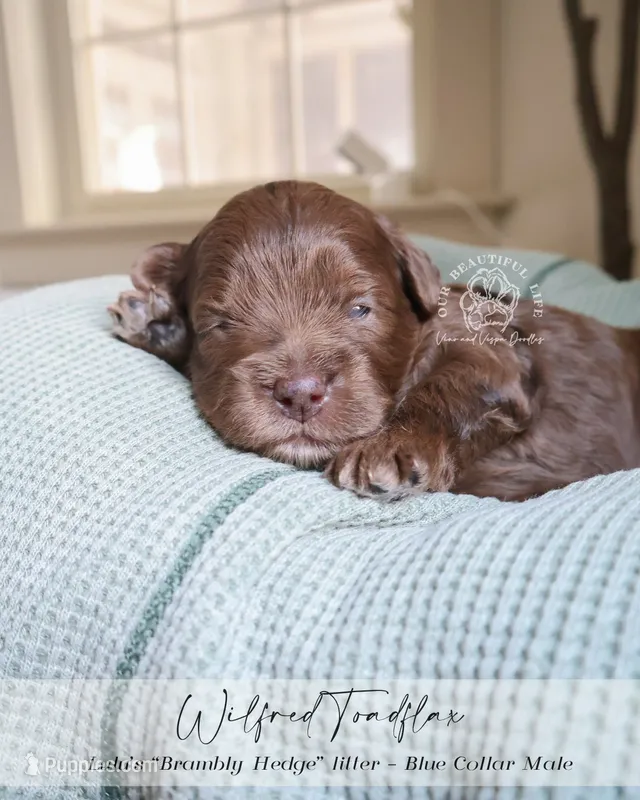 Wilfred – Cockapoo puppy for sale in Savannah, GA
