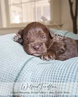 Wilfred, a male Cockapoo for sale in Savannah, GA – 1 of 7