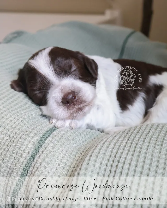 Primrose – Cockapoo puppy for sale in Savannah, GA