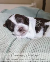 Primrose, a female Cockapoo for sale in Savannah, GA – 1 of 6
